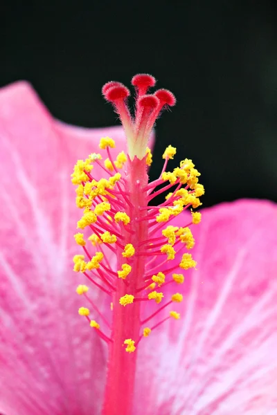 Archivbild der Nahaufnahme Blume — Stockfoto