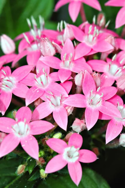 Lager bild av närbild blomma — Stockfoto