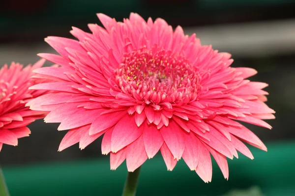 Stock image of close-up flower — Stock Photo, Image