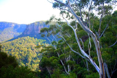 Yerli Avustralya bitki