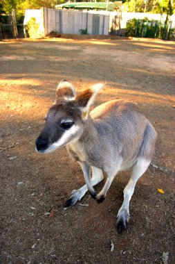 Bir kanguru bir keseli Macropodidae aileden olduğunu