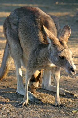 Bir kanguru bir keseli Macropodidae aileden olduğunu