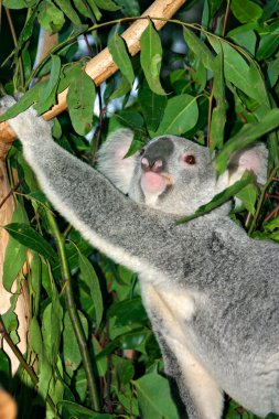 Koala ayısı (Phascolarctos cinereus)