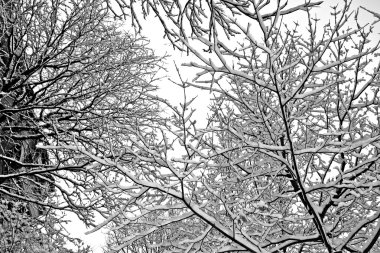 Boston, Massachusetts, ABD 'de kar yağışının stok görüntüsü