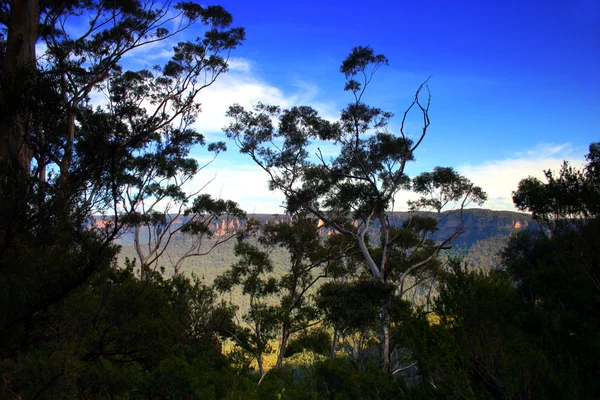 Yerli Avustralya bitki