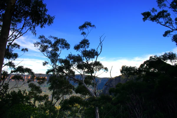 Yerli Avustralya bitki