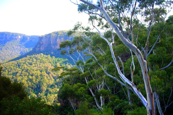 Původní Australské fauny — Stock fotografie