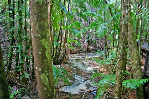 Eli Creek, Faser Island, Australien — Stockfoto