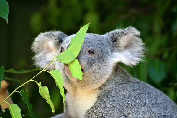 Koala ayısı (Phascolarctos cinereus) — Stok fotoğraf