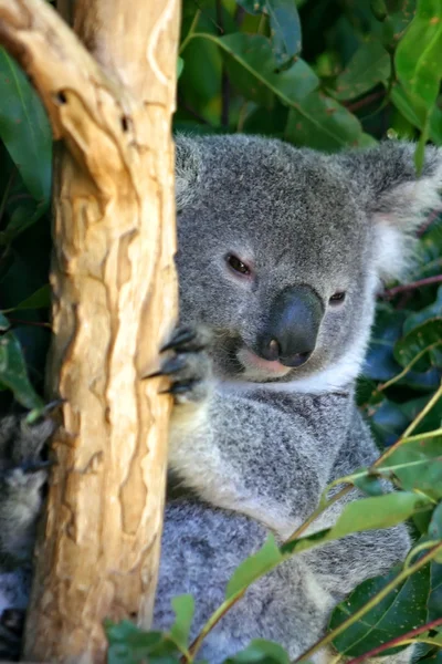 Koala Bear (Phascolarctos cinereus) — Stock Photo, Image