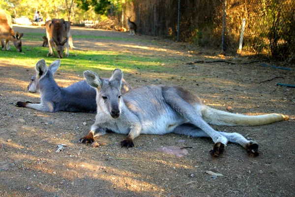 Bir kanguru bir keseli Macropodidae aileden olduğunu