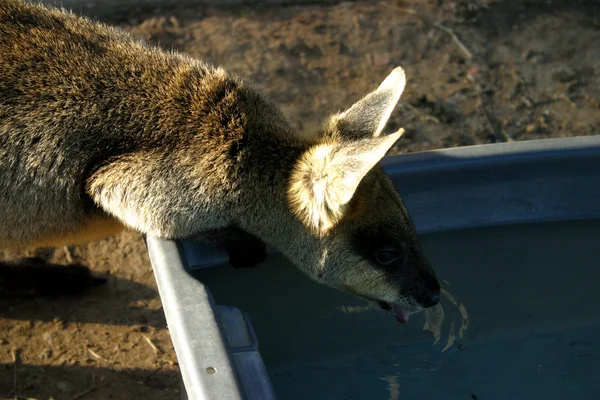 Kenguru on makropodidae-suvun marsupiaali — kuvapankkivalokuva