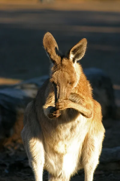 Bir kanguru bir keseli Macropodidae aileden olduğunu