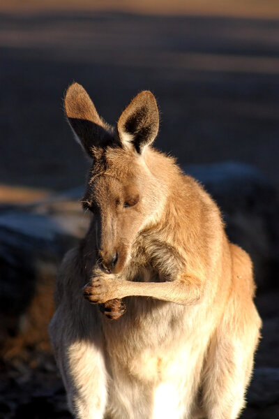 A kangaroo is a marsupial from the family Macropodidae