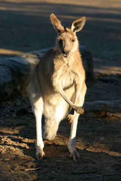 Canguru é uma espécie de marsupial da família Macropodidae. — Fotografia de Stock