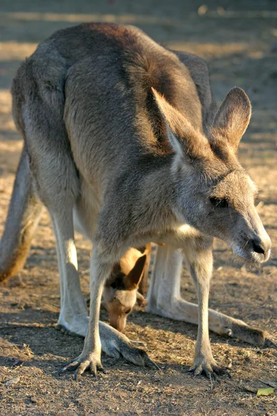Bir kanguru bir keseli Macropodidae aileden olduğunu