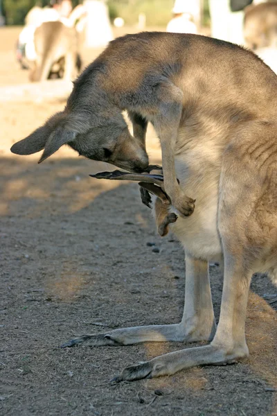 Bir kanguru bir keseli Macropodidae aileden olduğunu