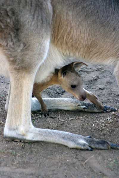 Bir kanguru bir keseli Macropodidae aileden olduğunu