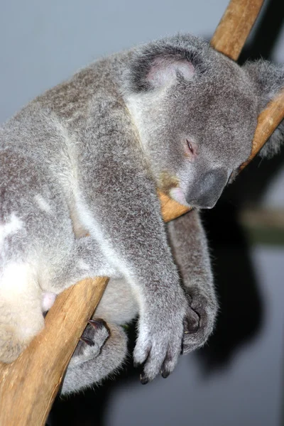 Koala ayısı (Phascolarctos cinereus) — Stok fotoğraf