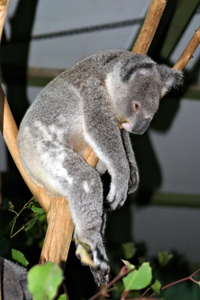 Koala Björn (Phascolarctos cinereus) — Stockfoto