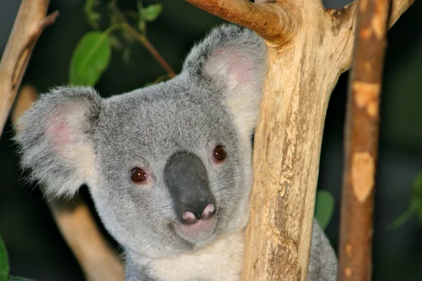 Koala medve (Phascolarctos cinereus) — Stock Fotó