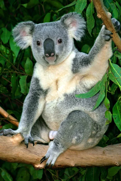 Koala Bear (Phascolarctos cinereus) — Stock Photo, Image