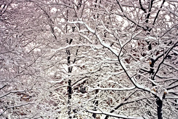 Stock image of a snowing winter at Boston, Massachusetts, USA — Stock Photo, Image