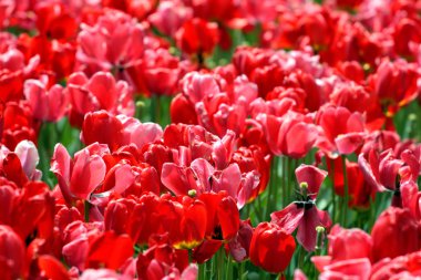 Bahar sırasında Boston kamu bahçe Lale