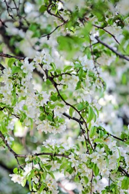 Boston Common ve kamu Bahçe, ABD