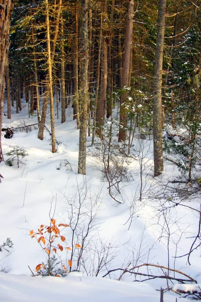 Bretton Woods, New Hampshire — Stockfoto