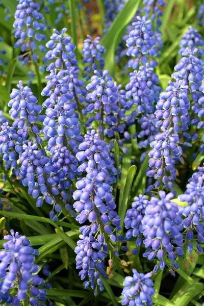 Verschillende matrix van bloemen in Boston Public Garden in het voorjaar — Stockfoto