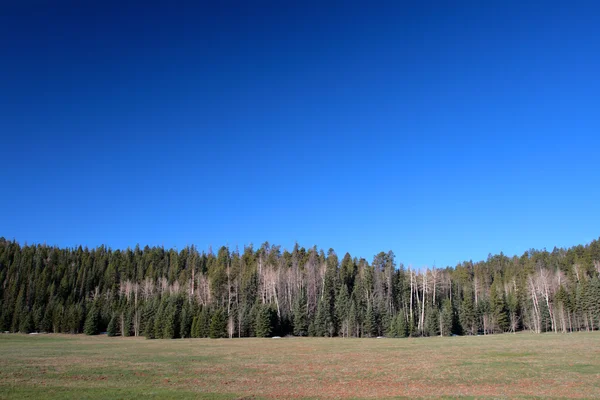 Kaibab National Forest, Arizona, Usa — Stockfoto