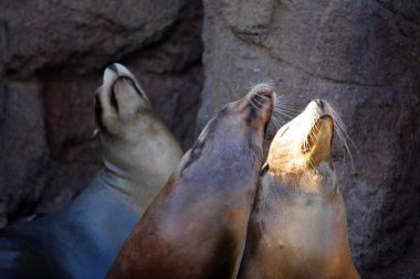 Deniz aslanı stok görüntü