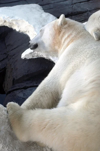 Изображение белого медведя — стоковое фото
