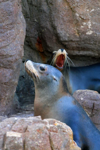 Stock de imagen de león marino — Foto de Stock