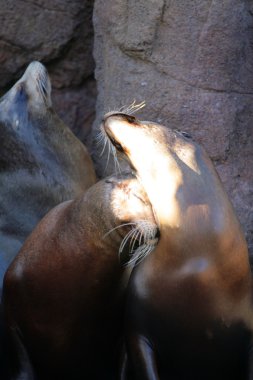 Deniz aslanı stok görüntü