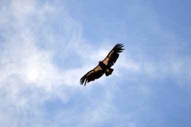 Condor Grand Canyon üzerinde uçuş