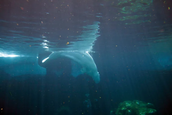 Weißer Beluga-Wal — Stockfoto