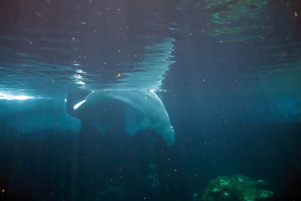 Bílá beluga velryba — Stock fotografie