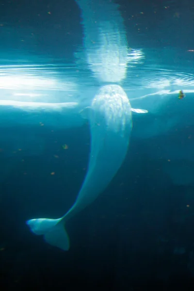 Witte beluga walvis — Stockfoto