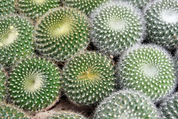 Immagine stock di cactus a Cameron Highland, Malesia — Foto Stock