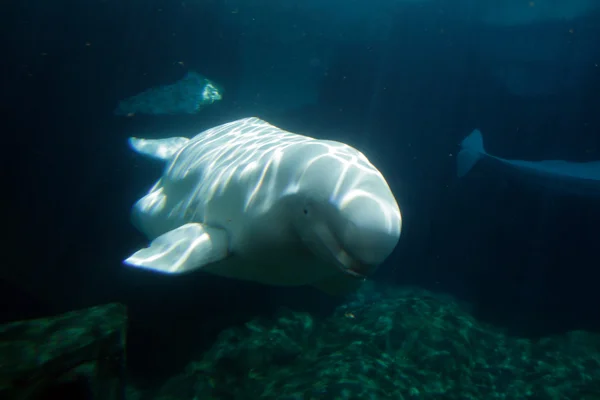 白ベルーガ鯨 — ストック写真
