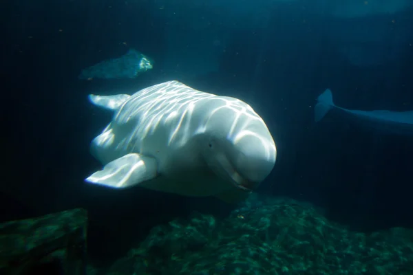 Ballena blanca Beluga — Foto de Stock