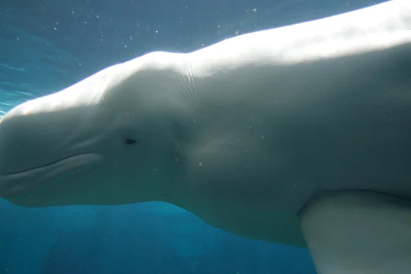 Ballena blanca Beluga — Foto de Stock