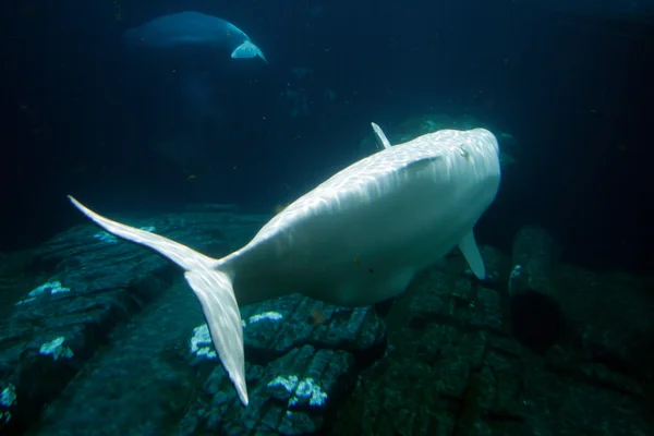 Weißer Beluga-Wal — Stockfoto