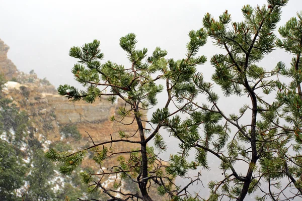 Národní park Grand canyon, usa — Stock fotografie