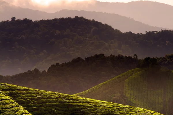 Cameron Highland, Malasia — Foto de Stock