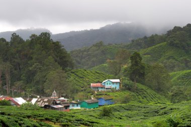 Cameron Highland, Malezya