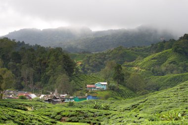 Cameron Highland, Malezya