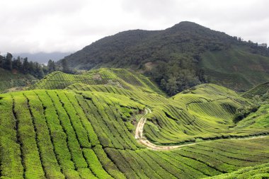 Cameron Highland, Malezya